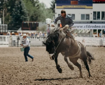 Experience the heart-pounding excitement of live rodeo action on our massive LED screen, whether you're in the arena or streaming to YouTube or your Pay-Per-View event. Don't miss a moment of the action with our high-definition replay screens!