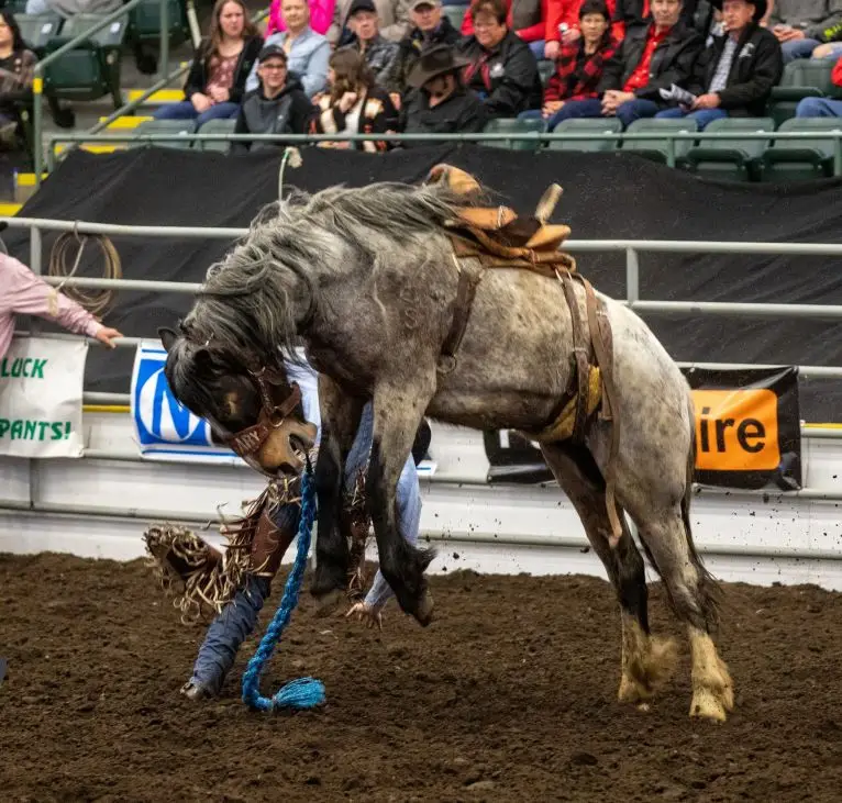 Discover how our live streaming services enhanced the Dawson Creek Spring Breakup Rodeo with real-time updates, contestant info, and audio management.