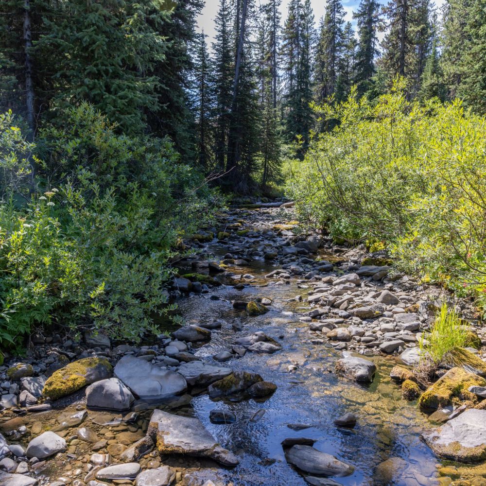 Surerus Murphy Joint Venture protecting land and water with construction practices that support long term forest health and restoration.